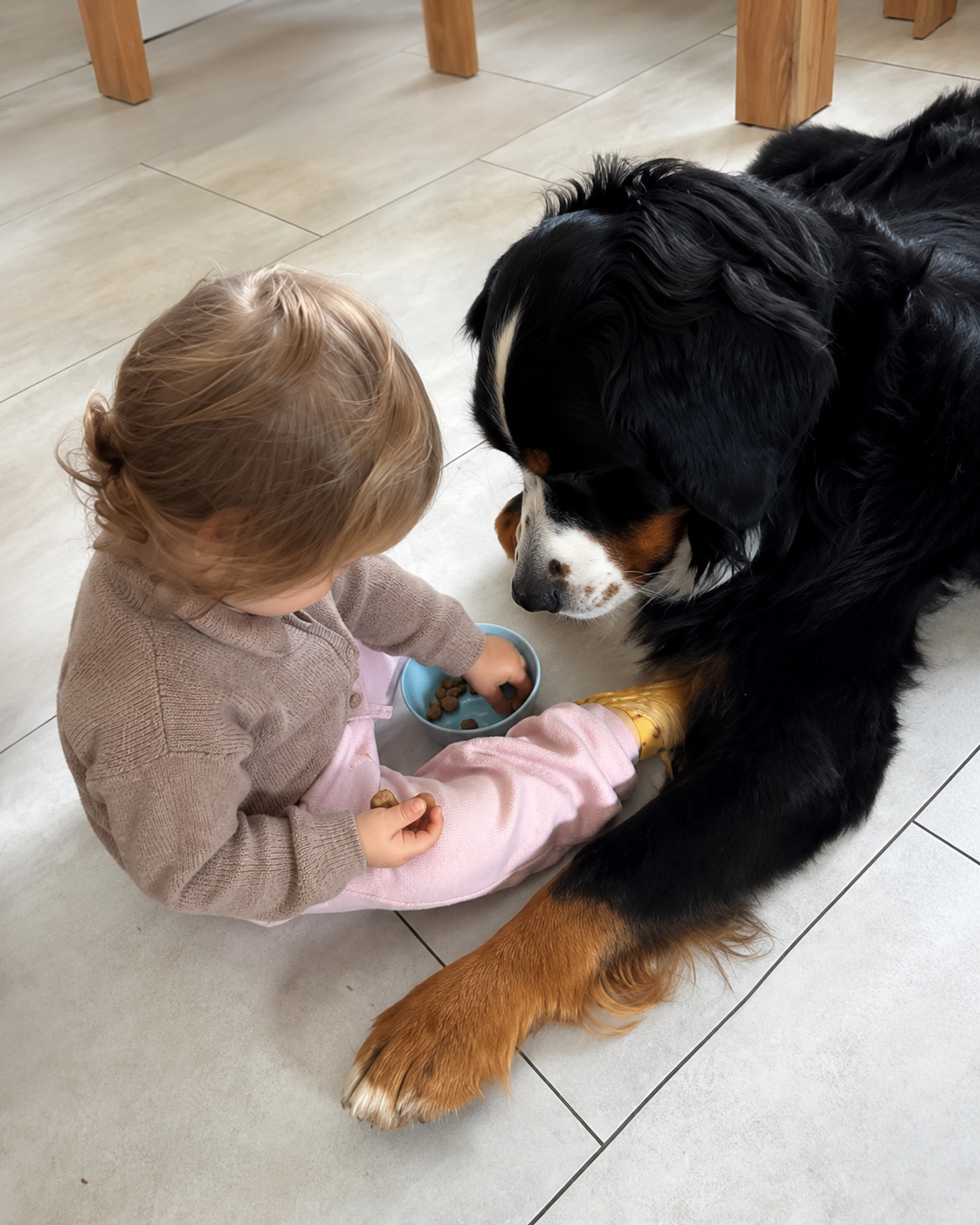 Ein Kleinkind sitzt bei Berner Sennenhund Beni und gibt ihm Futter aus einer Schale